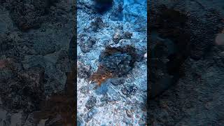 Cuttlefish scubadiving gopro scuba underwater travel bali scubadiving indonesia ocean [upl. by Christian]