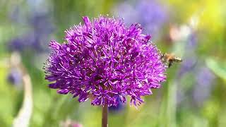 What3Plants 3  Camassia esculenta Allium Purple Sensation and Aquilegia vulgaris [upl. by Janel]