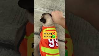 Bahan bakar whiskas 😂 videolucu videolucuterbaru wargaindonesia viralkocak [upl. by Fredie457]