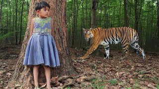 tiger attack man in the forest  tiger attack in jungle royal bengal tiger attack [upl. by Heigl]