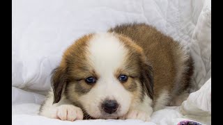 Pyrenees Bernese Mix Puppies for Sale [upl. by Mikel]