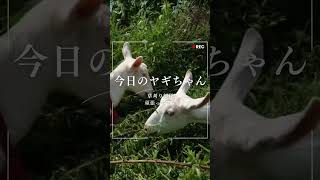 今日のヤギちゃん。草刈り隊本格出動しました！半日の成果はいかに？！チーズ工房カプレット 上田市 ヤギ goat 可愛い 動物 ショート [upl. by Lleihsad]