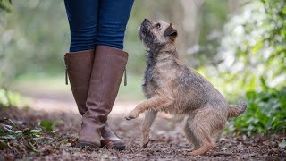 THE BORDER TERRIER  PERFECTLY TRAINED CUTE DOG BREED [upl. by Lednic]