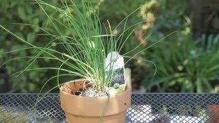 How to Grow Chives in a Container  Garden Space [upl. by Retepnhoj]