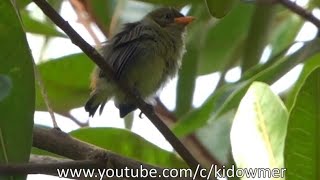 Bird Call Juvenile SCARLETBACKED FLOWERPECKER [upl. by Yessak]