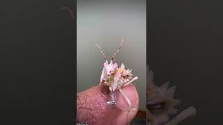 Cool mantis species mantisorchidmantiswildlifefascinatinganimalsanimals [upl. by Anatsirhc]