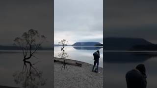 Photographer setting up at that Wanaka tree [upl. by Anayhd]