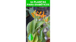 10 PLANTAS MEDICINALES para la DIABETES 💚 [upl. by Eenal]