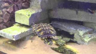 Cohabitation tortues aquatiques et poissons cohabitation aquatic turtle fishes [upl. by Medea]