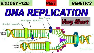 DNA REPLICATION  Genetics  Molecular basis of Inheritance 🎯 Quick Revision 🔥 [upl. by Roleat]