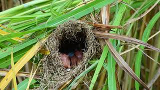 Torn nest like this  babies safety or not  babies fall out [upl. by Luca]