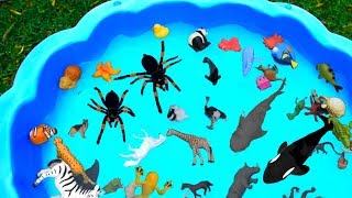 Learn with Sea Animal and Wild Zoo Animals  Toys and Fun For Kids [upl. by Etennaej]