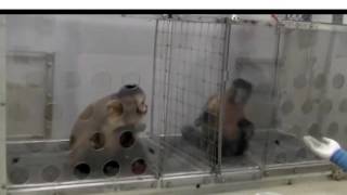 Pay Inequality in Monkeys [upl. by Namara457]