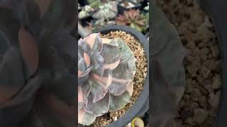 Echeveria Pollux variegated suculentas garden succulentbeauty [upl. by Auhesoj]