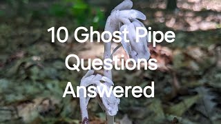 Top 10 Ghost Pipe Monotropa Uniflora Questions Answered IntheforestGuy ghostpipe top10 monotropa [upl. by Giah]