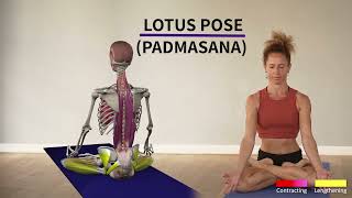 The one thing NOT to do in the Lotus pose [upl. by Nycila]