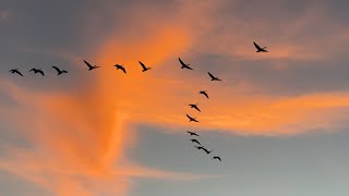 Cackling and Canada Geese in Flight Over Dungeness Valley [upl. by Hanforrd]