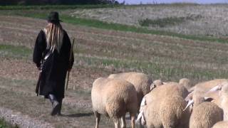 First Female to win German Herding TrialsGerman Shepherd Legends  Nancy Denecke [upl. by Lozano]