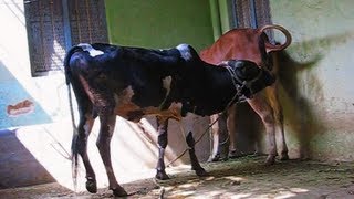 Mating behaviour Gidda bull with Gir heifer enticing3 [upl. by Phaidra]