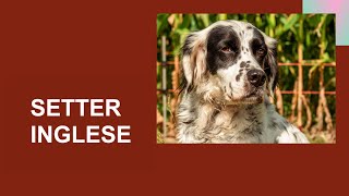 SETTER INGLESE  English Setter  Caratteristiche carattere attitudini salute cura dove tenerlo [upl. by Akinom714]