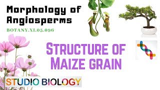 BOTANY XI05096 – Morphology of Angiosperms – Structure of Maize Grain [upl. by Chara905]