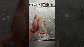 Phylum Poriphora zoology practical lab [upl. by Animahs]