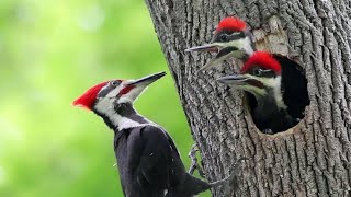 woodpecker making nest  woodpecker vs squirrel  woodpecker vs snake king percy [upl. by Linetta]