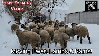 Winter Sheep Farming Moving Sheep [upl. by Mitchel]