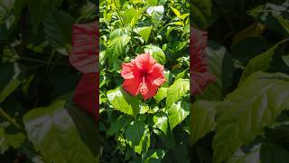 red hibiscus flower and sunlight [upl. by Akila]