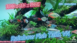 Rainbow Fish Tank VN  Layout Nature so Beautiful  Hoanganh Le [upl. by Irot809]