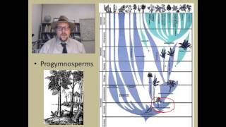 How did the first seed plants the Gymnosperms evolve [upl. by Gilles]