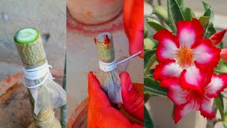 How To Graft Desert Rose  Adenium Plant Grafting [upl. by Htebyram601]