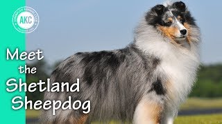 Meet the Shetland Sheepdog [upl. by Mehitable764]