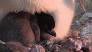 Hungry Adelie penguin chick pecking at a rock before tucking into its parent to keep warm [upl. by Marchelle]