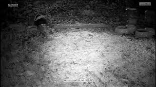 Cat 🐈 and Stripey the Badger in my garden [upl. by Anahsed]