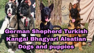 German Shepherd Turkish Kangal Bhagyari Alsatian Dogs and puppies 03139393944 dog [upl. by Amii963]