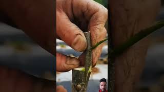 Different buds grafting bonsai plants gardening graft agriculture satisfying grafter shorts [upl. by Ijan]