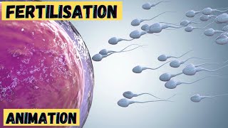 Fertilisation process in humans 3d animation  class 10 12  baby formation from sperm and ovum [upl. by Kabab]