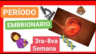 ✅ PERÍODO EMBRIONARIO  de la TERCERA a la OCTAVA SEMANA 📚 ORGANOGÉNESIS  EMBRIOLOGÍA HUMANA 2021 [upl. by Amri216]