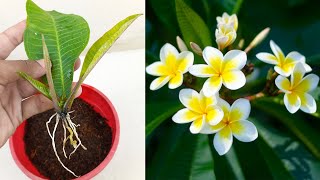 Grow Frangipani Flower From Frangipani Leaves With Use Aloe vera  Frangipani Plumeria Propagation [upl. by Lord]