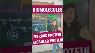 Biomolecules  Globular Proteins  Fibrous Proteins shorts [upl. by Arayc]