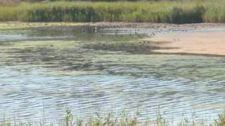 Lagoa de Albufeira  Sesimbra [upl. by Cavallaro]