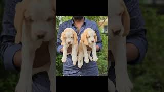 Beagle puppies for sale  7981571655 [upl. by Ahsiemac]