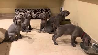 Well balanced Weimaraner puppieswedrussasweden [upl. by Enohpets]