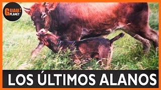 Alano Español💪 quotlos últimos Alanosquot👨‍🌾 🐄 alanoespañol alanoperro [upl. by Aiciled405]