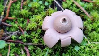 Crecimiento explicado de una estrella de tierra Geastrum spp [upl. by Kerwin]