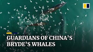 Guardians of the Brydes whales off south China’s Weizhou Island [upl. by Revkah]