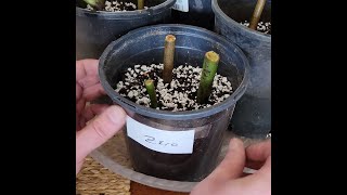 Angel Wing Begonia Propagation  Starting an Experiment Around Nodes [upl. by Aserahs]