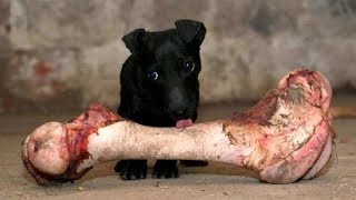 BEST ANIMALS and FAILS from last FEW YEARS Collection  Ultimate TRY NOT TO LAUGH COMPILATION [upl. by Oijimer161]