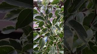 Ficus Benjamina A Weeping Fig [upl. by Vashti]